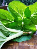 Asian Greens - Pak Choy Cantonese - White - Gambar 3