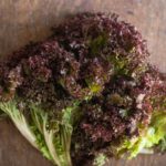 Lettuce - Lollo Rosa - Frilled Red Leaf